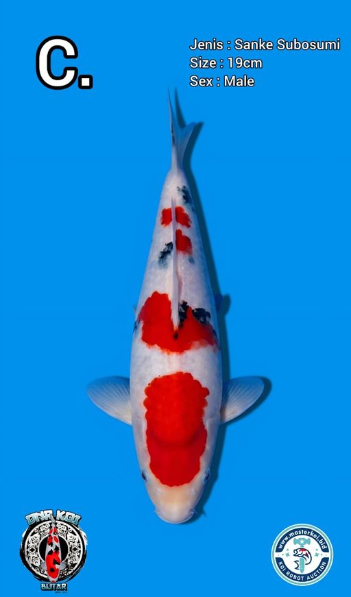 Lelang Koi Online, Jual Beli Ikan Koi, Pusat Jual Beli Koi, Info Lelang Koi Hari Ini, Platform Jual Beli Koi, Jual Beli Ikan Koi Online, Marketplace Ikan Koi, Jual Koi Terbaik, Tempat Beli Koi Berkualitas, Pasar Ikan Koi Online Terpercaya, Penjual Ikan Koi Terpercaya, Beli Koi Hias Online, Ikan Koi untuk Dijual, Koi Kualitas Terbaik, Toko Online Ikan Koi, Koi Hias Untuk Dijual, Jual Beli Ikan Koi Lokal, Koi Indonesia Online, Pusat Jual Beli Koi Terbesar