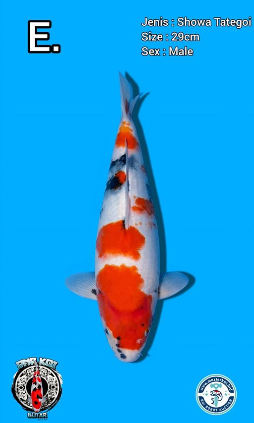 Lelang Koi Online, Jual Beli Ikan Koi, Pusat Jual Beli Koi, Info Lelang Koi Hari Ini, Platform Jual Beli Koi, Jual Beli Ikan Koi Online, Marketplace Ikan Koi, Jual Koi Terbaik, Tempat Beli Koi Berkualitas, Pasar Ikan Koi Online Terpercaya, Penjual Ikan Koi Terpercaya, Beli Koi Hias Online, Ikan Koi untuk Dijual, Koi Kualitas Terbaik, Toko Online Ikan Koi, Koi Hias Untuk Dijual, Jual Beli Ikan Koi Lokal, Koi Indonesia Online, Pusat Jual Beli Koi Terbesar