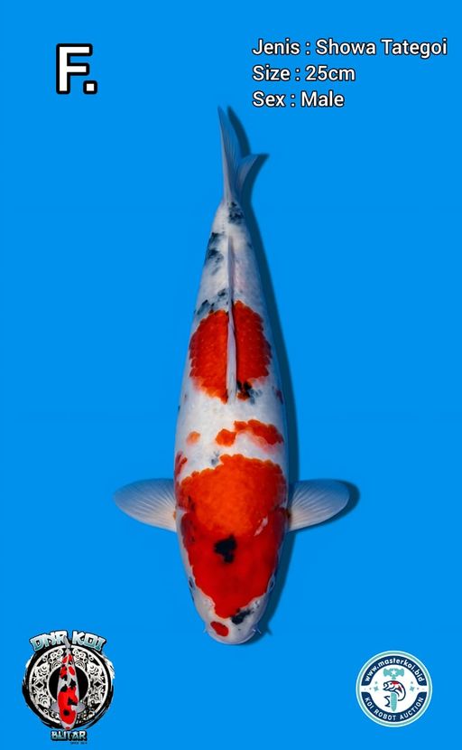 Lelang Koi Online, Jual Beli Ikan Koi, Pusat Jual Beli Koi, Info Lelang Koi Hari Ini, Platform Jual Beli Koi, Jual Beli Ikan Koi Online, Marketplace Ikan Koi, Jual Koi Terbaik, Tempat Beli Koi Berkualitas, Pasar Ikan Koi Online Terpercaya, Penjual Ikan Koi Terpercaya, Beli Koi Hias Online, Ikan Koi untuk Dijual, Koi Kualitas Terbaik, Toko Online Ikan Koi, Koi Hias Untuk Dijual, Jual Beli Ikan Koi Lokal, Koi Indonesia Online, Pusat Jual Beli Koi Terbesar