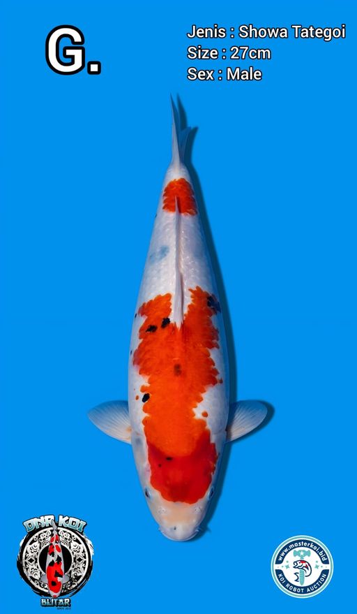 Lelang Koi Online, Jual Beli Ikan Koi, Pusat Jual Beli Koi, Info Lelang Koi Hari Ini, Platform Jual Beli Koi, Jual Beli Ikan Koi Online, Marketplace Ikan Koi, Jual Koi Terbaik, Tempat Beli Koi Berkualitas, Pasar Ikan Koi Online Terpercaya, Penjual Ikan Koi Terpercaya, Beli Koi Hias Online, Ikan Koi untuk Dijual, Koi Kualitas Terbaik, Toko Online Ikan Koi, Koi Hias Untuk Dijual, Jual Beli Ikan Koi Lokal, Koi Indonesia Online, Pusat Jual Beli Koi Terbesar