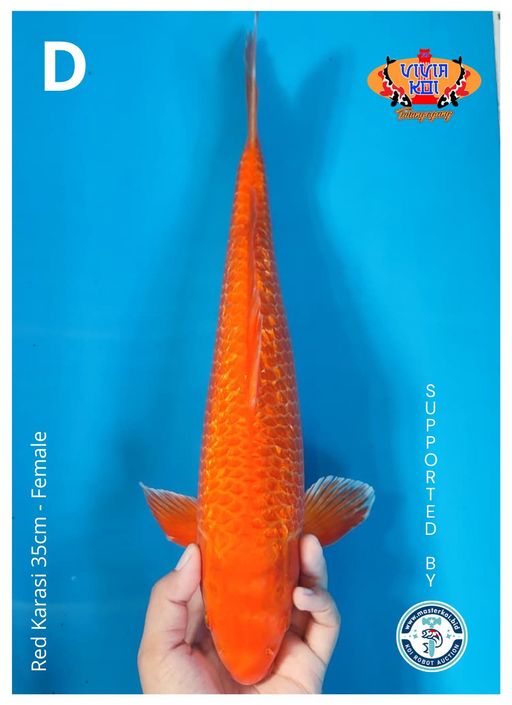 Lelang Koi Online, Jual Beli Ikan Koi, Pusat Jual Beli Koi, Info Lelang Koi Hari Ini, Platform Jual Beli Koi, Jual Beli Ikan Koi Online, Marketplace Ikan Koi, Jual Koi Terbaik, Tempat Beli Koi Berkualitas, Pasar Ikan Koi Online Terpercaya, Penjual Ikan Koi Terpercaya, Beli Koi Hias Online, Ikan Koi untuk Dijual, Koi Kualitas Terbaik, Toko Online Ikan Koi, Koi Hias Untuk Dijual, Jual Beli Ikan Koi Lokal, Koi Indonesia Online, Pusat Jual Beli Koi Terbesar