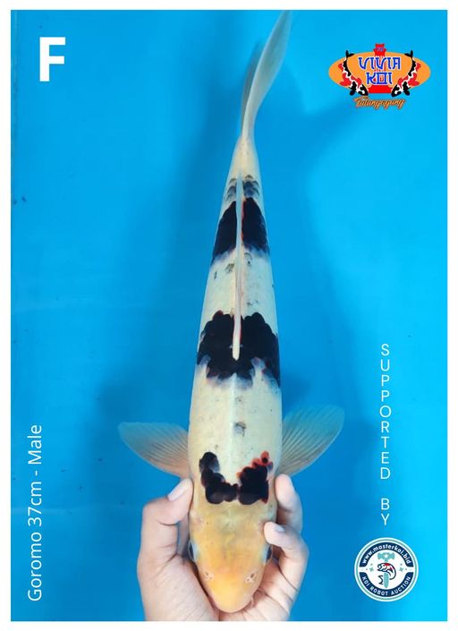 Lelang Koi Online, Jual Beli Ikan Koi, Pusat Jual Beli Koi, Info Lelang Koi Hari Ini, Platform Jual Beli Koi, Jual Beli Ikan Koi Online, Marketplace Ikan Koi, Jual Koi Terbaik, Tempat Beli Koi Berkualitas, Pasar Ikan Koi Online Terpercaya, Penjual Ikan Koi Terpercaya, Beli Koi Hias Online, Ikan Koi untuk Dijual, Koi Kualitas Terbaik, Toko Online Ikan Koi, Koi Hias Untuk Dijual, Jual Beli Ikan Koi Lokal, Koi Indonesia Online, Pusat Jual Beli Koi Terbesar