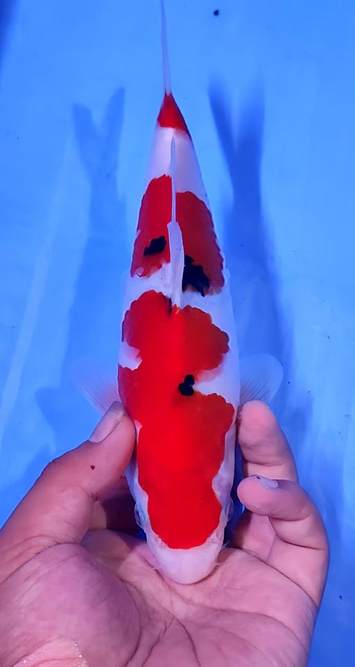 Lelang Koi Online, Jual Beli Ikan Koi, Pusat Jual Beli Koi, Info Lelang Koi Hari Ini, Platform Jual Beli Koi, Jual Beli Ikan Koi Online, Marketplace Ikan Koi, Jual Koi Terbaik, Tempat Beli Koi Berkualitas, Pasar Ikan Koi Online Terpercaya, Penjual Ikan Koi Terpercaya, Beli Koi Hias Online, Ikan Koi untuk Dijual, Koi Kualitas Terbaik, Toko Online Ikan Koi, Koi Hias Untuk Dijual, Jual Beli Ikan Koi Lokal, Koi Indonesia Online, Pusat Jual Beli Koi Terbesar