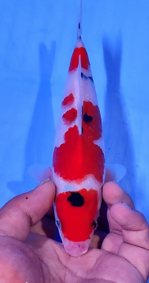Lelang Koi Online, Jual Beli Ikan Koi, Pusat Jual Beli Koi, Info Lelang Koi Hari Ini, Platform Jual Beli Koi, Jual Beli Ikan Koi Online, Marketplace Ikan Koi, Jual Koi Terbaik, Tempat Beli Koi Berkualitas, Pasar Ikan Koi Online Terpercaya, Penjual Ikan Koi Terpercaya, Beli Koi Hias Online, Ikan Koi untuk Dijual, Koi Kualitas Terbaik, Toko Online Ikan Koi, Koi Hias Untuk Dijual, Jual Beli Ikan Koi Lokal, Koi Indonesia Online, Pusat Jual Beli Koi Terbesar