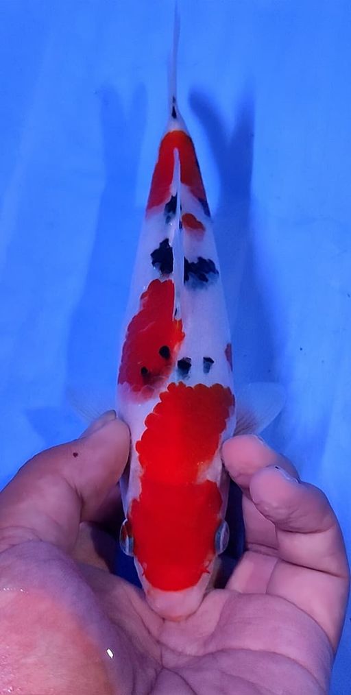 Lelang Koi Online, Jual Beli Ikan Koi, Pusat Jual Beli Koi, Info Lelang Koi Hari Ini, Platform Jual Beli Koi, Jual Beli Ikan Koi Online, Marketplace Ikan Koi, Jual Koi Terbaik, Tempat Beli Koi Berkualitas, Pasar Ikan Koi Online Terpercaya, Penjual Ikan Koi Terpercaya, Beli Koi Hias Online, Ikan Koi untuk Dijual, Koi Kualitas Terbaik, Toko Online Ikan Koi, Koi Hias Untuk Dijual, Jual Beli Ikan Koi Lokal, Koi Indonesia Online, Pusat Jual Beli Koi Terbesar