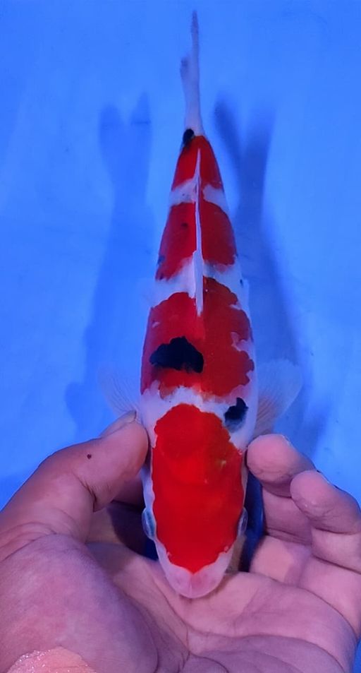 Lelang Koi Online, Jual Beli Ikan Koi, Pusat Jual Beli Koi, Info Lelang Koi Hari Ini, Platform Jual Beli Koi, Jual Beli Ikan Koi Online, Marketplace Ikan Koi, Jual Koi Terbaik, Tempat Beli Koi Berkualitas, Pasar Ikan Koi Online Terpercaya, Penjual Ikan Koi Terpercaya, Beli Koi Hias Online, Ikan Koi untuk Dijual, Koi Kualitas Terbaik, Toko Online Ikan Koi, Koi Hias Untuk Dijual, Jual Beli Ikan Koi Lokal, Koi Indonesia Online, Pusat Jual Beli Koi Terbesar