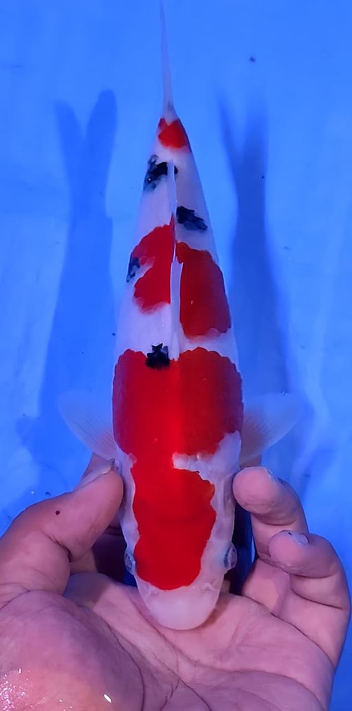 Lelang Koi Online, Jual Beli Ikan Koi, Pusat Jual Beli Koi, Info Lelang Koi Hari Ini, Platform Jual Beli Koi, Jual Beli Ikan Koi Online, Marketplace Ikan Koi, Jual Koi Terbaik, Tempat Beli Koi Berkualitas, Pasar Ikan Koi Online Terpercaya, Penjual Ikan Koi Terpercaya, Beli Koi Hias Online, Ikan Koi untuk Dijual, Koi Kualitas Terbaik, Toko Online Ikan Koi, Koi Hias Untuk Dijual, Jual Beli Ikan Koi Lokal, Koi Indonesia Online, Pusat Jual Beli Koi Terbesar