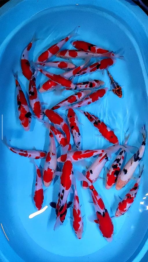 Lelang Koi Online, Jual Beli Ikan Koi, Pusat Jual Beli Koi, Info Lelang Koi Hari Ini, Platform Jual Beli Koi, Jual Beli Ikan Koi Online, Marketplace Ikan Koi, Jual Koi Terbaik, Tempat Beli Koi Berkualitas, Pasar Ikan Koi Online Terpercaya, Penjual Ikan Koi Terpercaya, Beli Koi Hias Online, Ikan Koi untuk Dijual, Koi Kualitas Terbaik, Toko Online Ikan Koi, Koi Hias Untuk Dijual, Jual Beli Ikan Koi Lokal, Koi Indonesia Online, Pusat Jual Beli Koi Terbesar