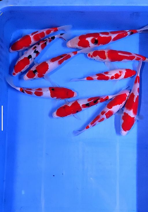 Lelang Koi Online, Jual Beli Ikan Koi, Pusat Jual Beli Koi, Info Lelang Koi Hari Ini, Platform Jual Beli Koi, Jual Beli Ikan Koi Online, Marketplace Ikan Koi, Jual Koi Terbaik, Tempat Beli Koi Berkualitas, Pasar Ikan Koi Online Terpercaya, Penjual Ikan Koi Terpercaya, Beli Koi Hias Online, Ikan Koi untuk Dijual, Koi Kualitas Terbaik, Toko Online Ikan Koi, Koi Hias Untuk Dijual, Jual Beli Ikan Koi Lokal, Koi Indonesia Online, Pusat Jual Beli Koi Terbesar