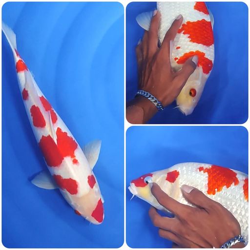 Lelang Koi Online, Jual Beli Ikan Koi, Pusat Jual Beli Koi, Info Lelang Koi Hari Ini, Platform Jual Beli Koi, Jual Beli Ikan Koi Online, Marketplace Ikan Koi, Jual Koi Terbaik, Tempat Beli Koi Berkualitas, Pasar Ikan Koi Online Terpercaya, Penjual Ikan Koi Terpercaya, Beli Koi Hias Online, Ikan Koi untuk Dijual, Koi Kualitas Terbaik, Toko Online Ikan Koi, Koi Hias Untuk Dijual, Jual Beli Ikan Koi Lokal, Koi Indonesia Online, Pusat Jual Beli Koi Terbesar