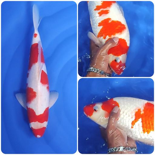 Lelang Koi Online, Jual Beli Ikan Koi, Pusat Jual Beli Koi, Info Lelang Koi Hari Ini, Platform Jual Beli Koi, Jual Beli Ikan Koi Online, Marketplace Ikan Koi, Jual Koi Terbaik, Tempat Beli Koi Berkualitas, Pasar Ikan Koi Online Terpercaya, Penjual Ikan Koi Terpercaya, Beli Koi Hias Online, Ikan Koi untuk Dijual, Koi Kualitas Terbaik, Toko Online Ikan Koi, Koi Hias Untuk Dijual, Jual Beli Ikan Koi Lokal, Koi Indonesia Online, Pusat Jual Beli Koi Terbesar