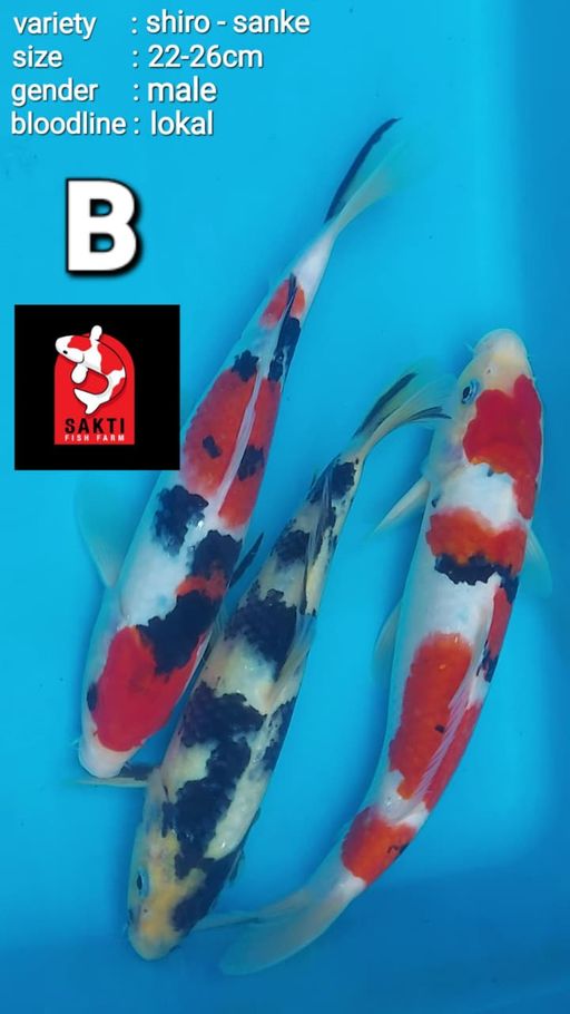 Lelang Koi Online, Jual Beli Ikan Koi, Pusat Jual Beli Koi, Info Lelang Koi Hari Ini, Platform Jual Beli Koi, Jual Beli Ikan Koi Online, Marketplace Ikan Koi, Jual Koi Terbaik, Tempat Beli Koi Berkualitas, Pasar Ikan Koi Online Terpercaya, Penjual Ikan Koi Terpercaya, Beli Koi Hias Online, Ikan Koi untuk Dijual, Koi Kualitas Terbaik, Toko Online Ikan Koi, Koi Hias Untuk Dijual, Jual Beli Ikan Koi Lokal, Koi Indonesia Online, Pusat Jual Beli Koi Terbesar