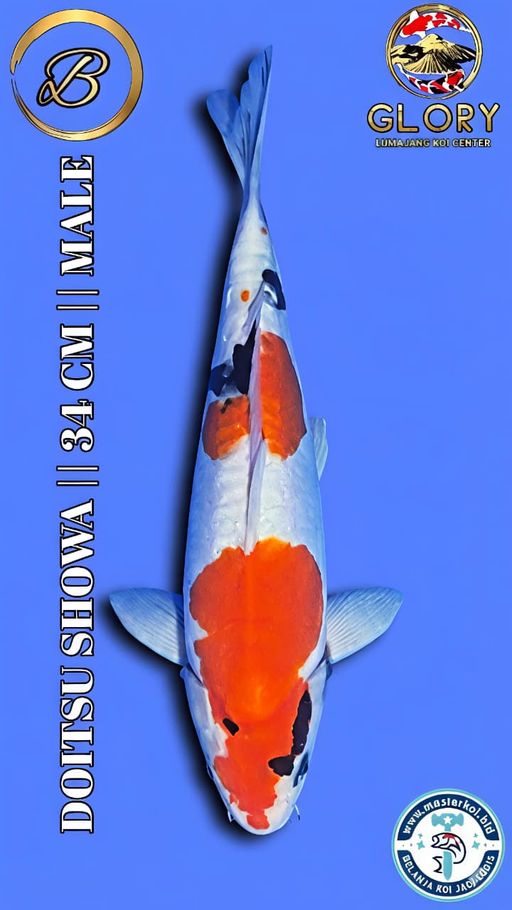Lelang Koi Online, Jual Beli Ikan Koi, Pusat Jual Beli Koi, Info Lelang Koi Hari Ini, Platform Jual Beli Koi, Jual Beli Ikan Koi Online, Marketplace Ikan Koi, Jual Koi Terbaik, Tempat Beli Koi Berkualitas, Pasar Ikan Koi Online Terpercaya, Penjual Ikan Koi Terpercaya, Beli Koi Hias Online, Ikan Koi untuk Dijual, Koi Kualitas Terbaik, Toko Online Ikan Koi, Koi Hias Untuk Dijual, Jual Beli Ikan Koi Lokal, Koi Indonesia Online, Pusat Jual Beli Koi Terbesar