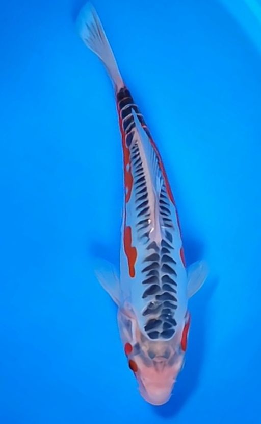 Lelang Koi Online, Jual Beli Ikan Koi, Pusat Jual Beli Koi, Info Lelang Koi Hari Ini, Platform Jual Beli Koi, Jual Beli Ikan Koi Online, Marketplace Ikan Koi, Jual Koi Terbaik, Tempat Beli Koi Berkualitas, Pasar Ikan Koi Online Terpercaya, Penjual Ikan Koi Terpercaya, Beli Koi Hias Online, Ikan Koi untuk Dijual, Koi Kualitas Terbaik, Toko Online Ikan Koi, Koi Hias Untuk Dijual, Jual Beli Ikan Koi Lokal, Koi Indonesia Online, Pusat Jual Beli Koi Terbesar