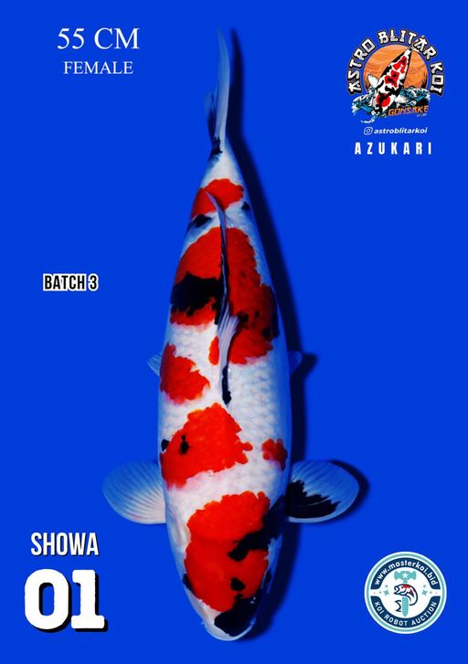 Lelang Koi Online, Jual Beli Ikan Koi, Pusat Jual Beli Koi, Info Lelang Koi Hari Ini, Platform Jual Beli Koi, Jual Beli Ikan Koi Online, Marketplace Ikan Koi, Jual Koi Terbaik, Tempat Beli Koi Berkualitas, Pasar Ikan Koi Online Terpercaya, Penjual Ikan Koi Terpercaya, Beli Koi Hias Online, Ikan Koi untuk Dijual, Koi Kualitas Terbaik, Toko Online Ikan Koi, Koi Hias Untuk Dijual, Jual Beli Ikan Koi Lokal, Koi Indonesia Online, Pusat Jual Beli Koi Terbesar