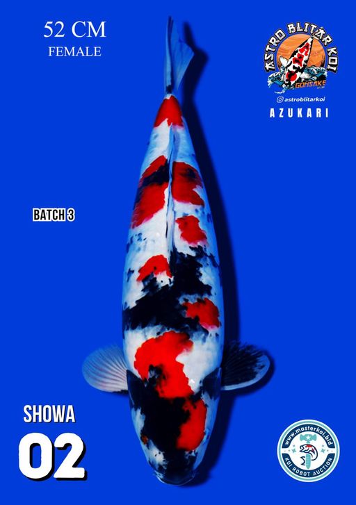 Lelang Koi Online, Jual Beli Ikan Koi, Pusat Jual Beli Koi, Info Lelang Koi Hari Ini, Platform Jual Beli Koi, Jual Beli Ikan Koi Online, Marketplace Ikan Koi, Jual Koi Terbaik, Tempat Beli Koi Berkualitas, Pasar Ikan Koi Online Terpercaya, Penjual Ikan Koi Terpercaya, Beli Koi Hias Online, Ikan Koi untuk Dijual, Koi Kualitas Terbaik, Toko Online Ikan Koi, Koi Hias Untuk Dijual, Jual Beli Ikan Koi Lokal, Koi Indonesia Online, Pusat Jual Beli Koi Terbesar