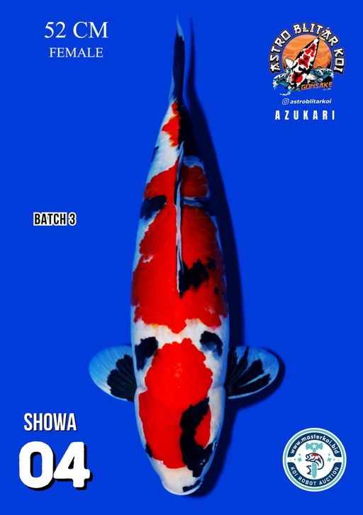 Lelang Koi Online, Jual Beli Ikan Koi, Pusat Jual Beli Koi, Info Lelang Koi Hari Ini, Platform Jual Beli Koi, Jual Beli Ikan Koi Online, Marketplace Ikan Koi, Jual Koi Terbaik, Tempat Beli Koi Berkualitas, Pasar Ikan Koi Online Terpercaya, Penjual Ikan Koi Terpercaya, Beli Koi Hias Online, Ikan Koi untuk Dijual, Koi Kualitas Terbaik, Toko Online Ikan Koi, Koi Hias Untuk Dijual, Jual Beli Ikan Koi Lokal, Koi Indonesia Online, Pusat Jual Beli Koi Terbesar