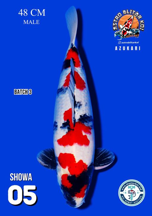 Lelang Koi Online, Jual Beli Ikan Koi, Pusat Jual Beli Koi, Info Lelang Koi Hari Ini, Platform Jual Beli Koi, Jual Beli Ikan Koi Online, Marketplace Ikan Koi, Jual Koi Terbaik, Tempat Beli Koi Berkualitas, Pasar Ikan Koi Online Terpercaya, Penjual Ikan Koi Terpercaya, Beli Koi Hias Online, Ikan Koi untuk Dijual, Koi Kualitas Terbaik, Toko Online Ikan Koi, Koi Hias Untuk Dijual, Jual Beli Ikan Koi Lokal, Koi Indonesia Online, Pusat Jual Beli Koi Terbesar
