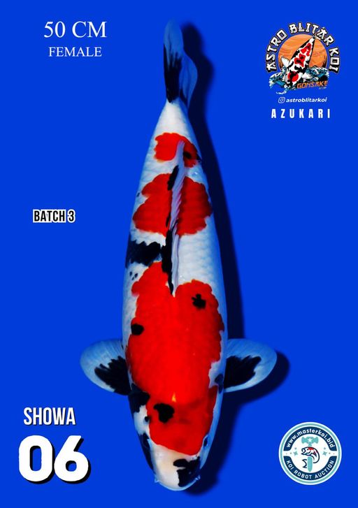 Lelang Koi Online, Jual Beli Ikan Koi, Pusat Jual Beli Koi, Info Lelang Koi Hari Ini, Platform Jual Beli Koi, Jual Beli Ikan Koi Online, Marketplace Ikan Koi, Jual Koi Terbaik, Tempat Beli Koi Berkualitas, Pasar Ikan Koi Online Terpercaya, Penjual Ikan Koi Terpercaya, Beli Koi Hias Online, Ikan Koi untuk Dijual, Koi Kualitas Terbaik, Toko Online Ikan Koi, Koi Hias Untuk Dijual, Jual Beli Ikan Koi Lokal, Koi Indonesia Online, Pusat Jual Beli Koi Terbesar