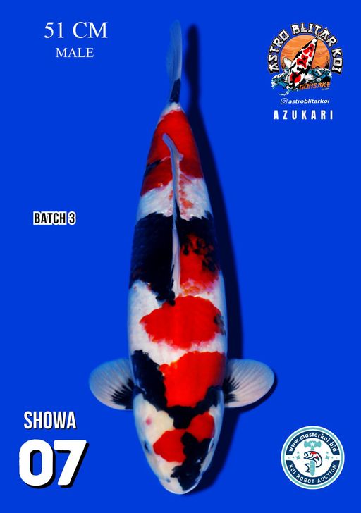 Lelang Koi Online, Jual Beli Ikan Koi, Pusat Jual Beli Koi, Info Lelang Koi Hari Ini, Platform Jual Beli Koi, Jual Beli Ikan Koi Online, Marketplace Ikan Koi, Jual Koi Terbaik, Tempat Beli Koi Berkualitas, Pasar Ikan Koi Online Terpercaya, Penjual Ikan Koi Terpercaya, Beli Koi Hias Online, Ikan Koi untuk Dijual, Koi Kualitas Terbaik, Toko Online Ikan Koi, Koi Hias Untuk Dijual, Jual Beli Ikan Koi Lokal, Koi Indonesia Online, Pusat Jual Beli Koi Terbesar