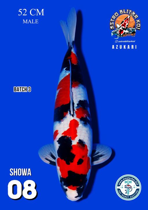 Lelang Koi Online, Jual Beli Ikan Koi, Pusat Jual Beli Koi, Info Lelang Koi Hari Ini, Platform Jual Beli Koi, Jual Beli Ikan Koi Online, Marketplace Ikan Koi, Jual Koi Terbaik, Tempat Beli Koi Berkualitas, Pasar Ikan Koi Online Terpercaya, Penjual Ikan Koi Terpercaya, Beli Koi Hias Online, Ikan Koi untuk Dijual, Koi Kualitas Terbaik, Toko Online Ikan Koi, Koi Hias Untuk Dijual, Jual Beli Ikan Koi Lokal, Koi Indonesia Online, Pusat Jual Beli Koi Terbesar