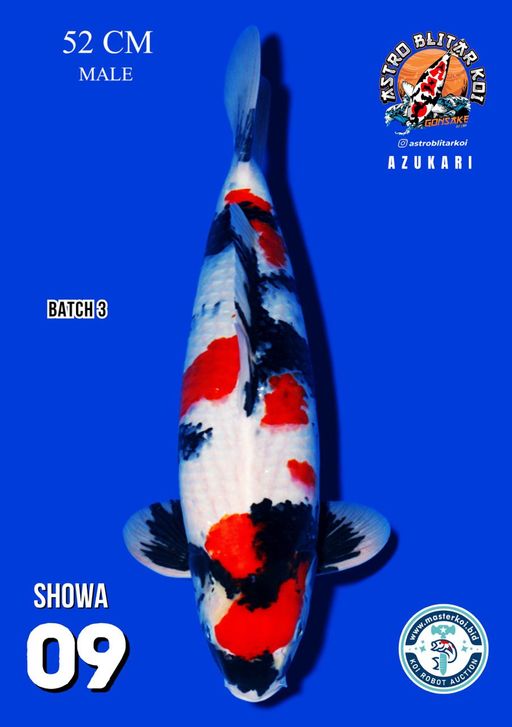 Lelang Koi Online, Jual Beli Ikan Koi, Pusat Jual Beli Koi, Info Lelang Koi Hari Ini, Platform Jual Beli Koi, Jual Beli Ikan Koi Online, Marketplace Ikan Koi, Jual Koi Terbaik, Tempat Beli Koi Berkualitas, Pasar Ikan Koi Online Terpercaya, Penjual Ikan Koi Terpercaya, Beli Koi Hias Online, Ikan Koi untuk Dijual, Koi Kualitas Terbaik, Toko Online Ikan Koi, Koi Hias Untuk Dijual, Jual Beli Ikan Koi Lokal, Koi Indonesia Online, Pusat Jual Beli Koi Terbesar