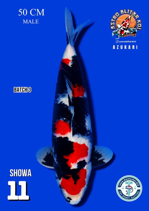 Lelang Koi Online, Jual Beli Ikan Koi, Pusat Jual Beli Koi, Info Lelang Koi Hari Ini, Platform Jual Beli Koi, Jual Beli Ikan Koi Online, Marketplace Ikan Koi, Jual Koi Terbaik, Tempat Beli Koi Berkualitas, Pasar Ikan Koi Online Terpercaya, Penjual Ikan Koi Terpercaya, Beli Koi Hias Online, Ikan Koi untuk Dijual, Koi Kualitas Terbaik, Toko Online Ikan Koi, Koi Hias Untuk Dijual, Jual Beli Ikan Koi Lokal, Koi Indonesia Online, Pusat Jual Beli Koi Terbesar