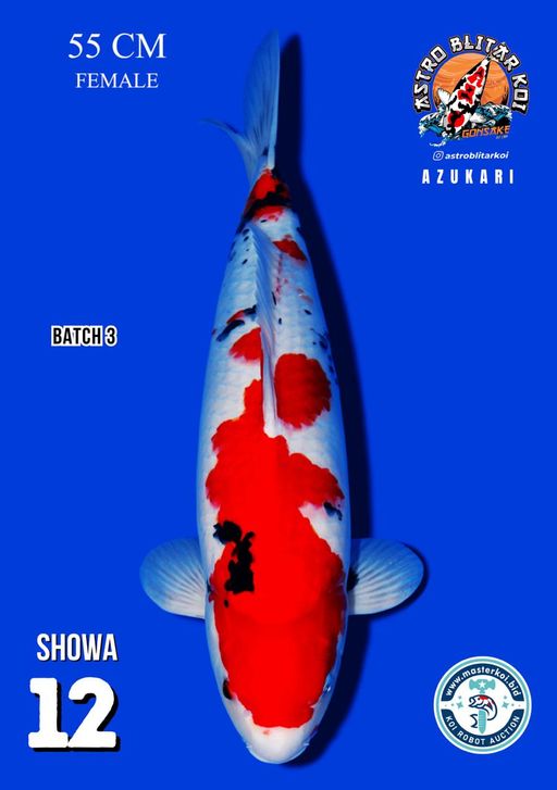 Lelang Koi Online, Jual Beli Ikan Koi, Pusat Jual Beli Koi, Info Lelang Koi Hari Ini, Platform Jual Beli Koi, Jual Beli Ikan Koi Online, Marketplace Ikan Koi, Jual Koi Terbaik, Tempat Beli Koi Berkualitas, Pasar Ikan Koi Online Terpercaya, Penjual Ikan Koi Terpercaya, Beli Koi Hias Online, Ikan Koi untuk Dijual, Koi Kualitas Terbaik, Toko Online Ikan Koi, Koi Hias Untuk Dijual, Jual Beli Ikan Koi Lokal, Koi Indonesia Online, Pusat Jual Beli Koi Terbesar