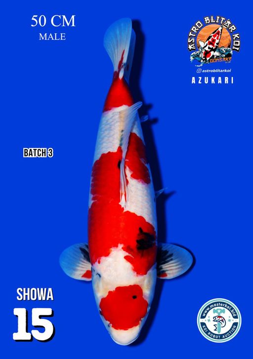 Lelang Koi Online, Jual Beli Ikan Koi, Pusat Jual Beli Koi, Info Lelang Koi Hari Ini, Platform Jual Beli Koi, Jual Beli Ikan Koi Online, Marketplace Ikan Koi, Jual Koi Terbaik, Tempat Beli Koi Berkualitas, Pasar Ikan Koi Online Terpercaya, Penjual Ikan Koi Terpercaya, Beli Koi Hias Online, Ikan Koi untuk Dijual, Koi Kualitas Terbaik, Toko Online Ikan Koi, Koi Hias Untuk Dijual, Jual Beli Ikan Koi Lokal, Koi Indonesia Online, Pusat Jual Beli Koi Terbesar