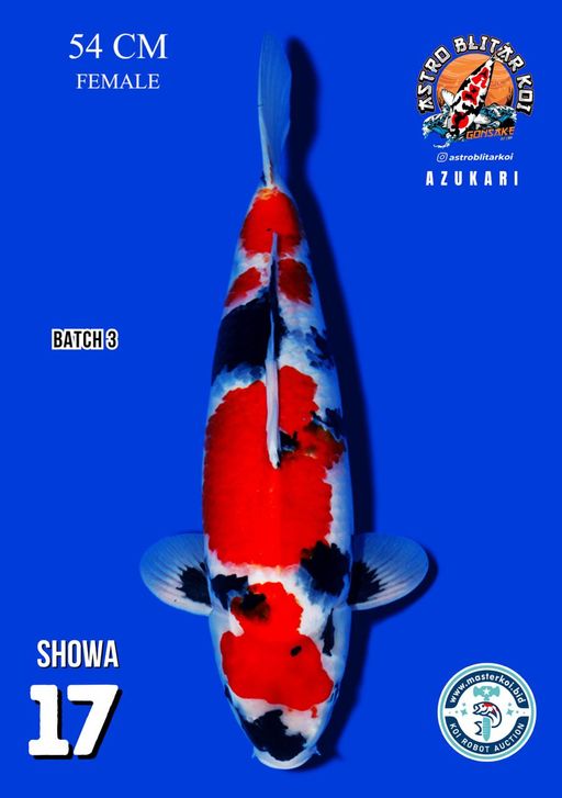 Lelang Koi Online, Jual Beli Ikan Koi, Pusat Jual Beli Koi, Info Lelang Koi Hari Ini, Platform Jual Beli Koi, Jual Beli Ikan Koi Online, Marketplace Ikan Koi, Jual Koi Terbaik, Tempat Beli Koi Berkualitas, Pasar Ikan Koi Online Terpercaya, Penjual Ikan Koi Terpercaya, Beli Koi Hias Online, Ikan Koi untuk Dijual, Koi Kualitas Terbaik, Toko Online Ikan Koi, Koi Hias Untuk Dijual, Jual Beli Ikan Koi Lokal, Koi Indonesia Online, Pusat Jual Beli Koi Terbesar