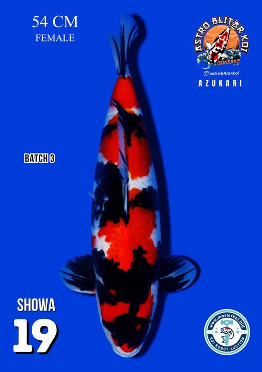 Lelang Koi Online, Jual Beli Ikan Koi, Pusat Jual Beli Koi, Info Lelang Koi Hari Ini, Platform Jual Beli Koi, Jual Beli Ikan Koi Online, Marketplace Ikan Koi, Jual Koi Terbaik, Tempat Beli Koi Berkualitas, Pasar Ikan Koi Online Terpercaya, Penjual Ikan Koi Terpercaya, Beli Koi Hias Online, Ikan Koi untuk Dijual, Koi Kualitas Terbaik, Toko Online Ikan Koi, Koi Hias Untuk Dijual, Jual Beli Ikan Koi Lokal, Koi Indonesia Online, Pusat Jual Beli Koi Terbesar