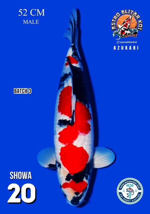 Lelang Koi Online, Jual Beli Ikan Koi, Pusat Jual Beli Koi, Info Lelang Koi Hari Ini, Platform Jual Beli Koi, Jual Beli Ikan Koi Online, Marketplace Ikan Koi, Jual Koi Terbaik, Tempat Beli Koi Berkualitas, Pasar Ikan Koi Online Terpercaya, Penjual Ikan Koi Terpercaya, Beli Koi Hias Online, Ikan Koi untuk Dijual, Koi Kualitas Terbaik, Toko Online Ikan Koi, Koi Hias Untuk Dijual, Jual Beli Ikan Koi Lokal, Koi Indonesia Online, Pusat Jual Beli Koi Terbesar