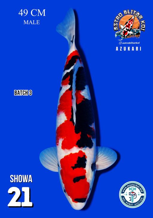 Lelang Koi Online, Jual Beli Ikan Koi, Pusat Jual Beli Koi, Info Lelang Koi Hari Ini, Platform Jual Beli Koi, Jual Beli Ikan Koi Online, Marketplace Ikan Koi, Jual Koi Terbaik, Tempat Beli Koi Berkualitas, Pasar Ikan Koi Online Terpercaya, Penjual Ikan Koi Terpercaya, Beli Koi Hias Online, Ikan Koi untuk Dijual, Koi Kualitas Terbaik, Toko Online Ikan Koi, Koi Hias Untuk Dijual, Jual Beli Ikan Koi Lokal, Koi Indonesia Online, Pusat Jual Beli Koi Terbesar