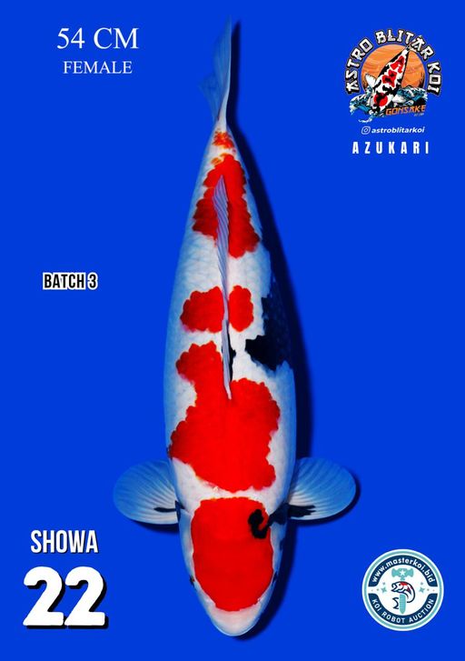 Lelang Koi Online, Jual Beli Ikan Koi, Pusat Jual Beli Koi, Info Lelang Koi Hari Ini, Platform Jual Beli Koi, Jual Beli Ikan Koi Online, Marketplace Ikan Koi, Jual Koi Terbaik, Tempat Beli Koi Berkualitas, Pasar Ikan Koi Online Terpercaya, Penjual Ikan Koi Terpercaya, Beli Koi Hias Online, Ikan Koi untuk Dijual, Koi Kualitas Terbaik, Toko Online Ikan Koi, Koi Hias Untuk Dijual, Jual Beli Ikan Koi Lokal, Koi Indonesia Online, Pusat Jual Beli Koi Terbesar