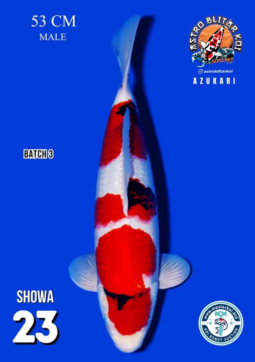 Lelang Koi Online, Jual Beli Ikan Koi, Pusat Jual Beli Koi, Info Lelang Koi Hari Ini, Platform Jual Beli Koi, Jual Beli Ikan Koi Online, Marketplace Ikan Koi, Jual Koi Terbaik, Tempat Beli Koi Berkualitas, Pasar Ikan Koi Online Terpercaya, Penjual Ikan Koi Terpercaya, Beli Koi Hias Online, Ikan Koi untuk Dijual, Koi Kualitas Terbaik, Toko Online Ikan Koi, Koi Hias Untuk Dijual, Jual Beli Ikan Koi Lokal, Koi Indonesia Online, Pusat Jual Beli Koi Terbesar