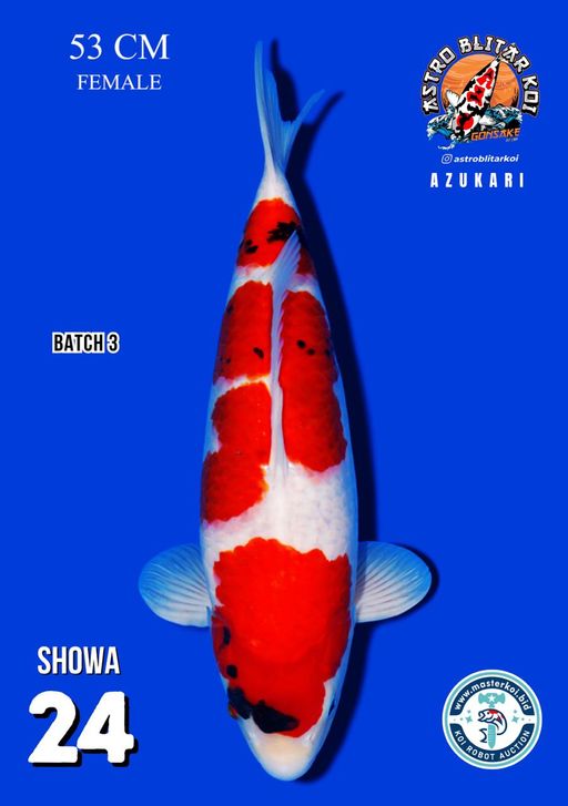 Lelang Koi Online, Jual Beli Ikan Koi, Pusat Jual Beli Koi, Info Lelang Koi Hari Ini, Platform Jual Beli Koi, Jual Beli Ikan Koi Online, Marketplace Ikan Koi, Jual Koi Terbaik, Tempat Beli Koi Berkualitas, Pasar Ikan Koi Online Terpercaya, Penjual Ikan Koi Terpercaya, Beli Koi Hias Online, Ikan Koi untuk Dijual, Koi Kualitas Terbaik, Toko Online Ikan Koi, Koi Hias Untuk Dijual, Jual Beli Ikan Koi Lokal, Koi Indonesia Online, Pusat Jual Beli Koi Terbesar