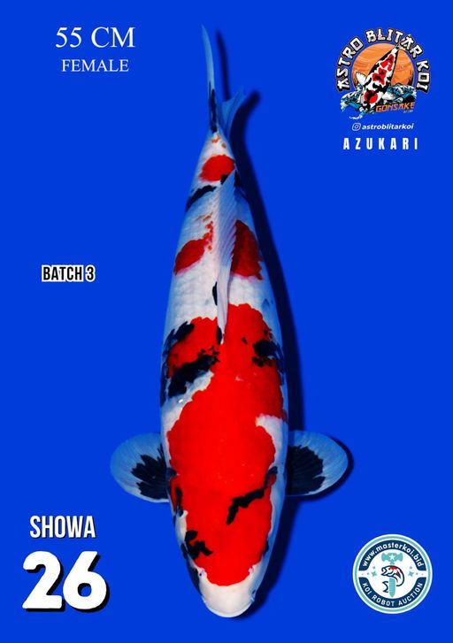 Lelang Koi Online, Jual Beli Ikan Koi, Pusat Jual Beli Koi, Info Lelang Koi Hari Ini, Platform Jual Beli Koi, Jual Beli Ikan Koi Online, Marketplace Ikan Koi, Jual Koi Terbaik, Tempat Beli Koi Berkualitas, Pasar Ikan Koi Online Terpercaya, Penjual Ikan Koi Terpercaya, Beli Koi Hias Online, Ikan Koi untuk Dijual, Koi Kualitas Terbaik, Toko Online Ikan Koi, Koi Hias Untuk Dijual, Jual Beli Ikan Koi Lokal, Koi Indonesia Online, Pusat Jual Beli Koi Terbesar