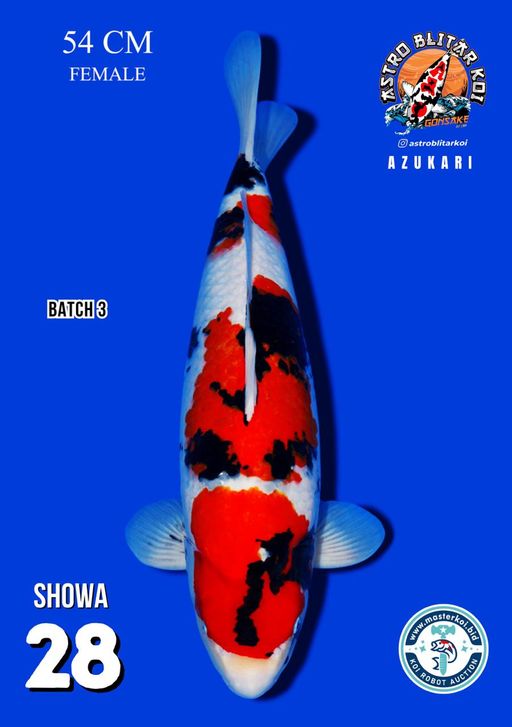 Lelang Koi Online, Jual Beli Ikan Koi, Pusat Jual Beli Koi, Info Lelang Koi Hari Ini, Platform Jual Beli Koi, Jual Beli Ikan Koi Online, Marketplace Ikan Koi, Jual Koi Terbaik, Tempat Beli Koi Berkualitas, Pasar Ikan Koi Online Terpercaya, Penjual Ikan Koi Terpercaya, Beli Koi Hias Online, Ikan Koi untuk Dijual, Koi Kualitas Terbaik, Toko Online Ikan Koi, Koi Hias Untuk Dijual, Jual Beli Ikan Koi Lokal, Koi Indonesia Online, Pusat Jual Beli Koi Terbesar