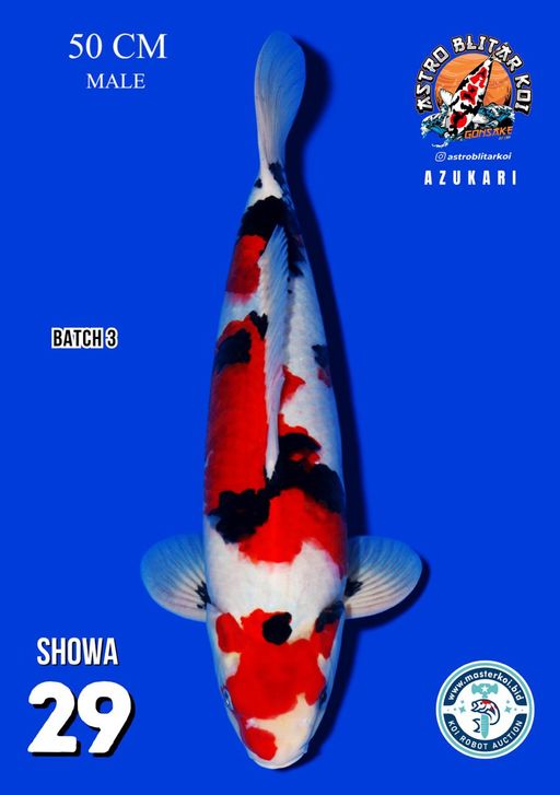 Lelang Koi Online, Jual Beli Ikan Koi, Pusat Jual Beli Koi, Info Lelang Koi Hari Ini, Platform Jual Beli Koi, Jual Beli Ikan Koi Online, Marketplace Ikan Koi, Jual Koi Terbaik, Tempat Beli Koi Berkualitas, Pasar Ikan Koi Online Terpercaya, Penjual Ikan Koi Terpercaya, Beli Koi Hias Online, Ikan Koi untuk Dijual, Koi Kualitas Terbaik, Toko Online Ikan Koi, Koi Hias Untuk Dijual, Jual Beli Ikan Koi Lokal, Koi Indonesia Online, Pusat Jual Beli Koi Terbesar