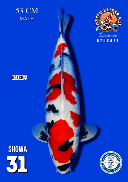 Lelang Koi Online, Jual Beli Ikan Koi, Pusat Jual Beli Koi, Info Lelang Koi Hari Ini, Platform Jual Beli Koi, Jual Beli Ikan Koi Online, Marketplace Ikan Koi, Jual Koi Terbaik, Tempat Beli Koi Berkualitas, Pasar Ikan Koi Online Terpercaya, Penjual Ikan Koi Terpercaya, Beli Koi Hias Online, Ikan Koi untuk Dijual, Koi Kualitas Terbaik, Toko Online Ikan Koi, Koi Hias Untuk Dijual, Jual Beli Ikan Koi Lokal, Koi Indonesia Online, Pusat Jual Beli Koi Terbesar