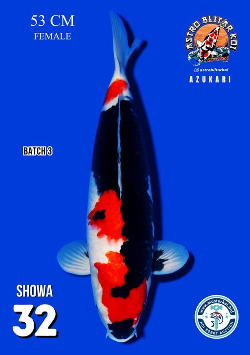 Lelang Koi Online, Jual Beli Ikan Koi, Pusat Jual Beli Koi, Info Lelang Koi Hari Ini, Platform Jual Beli Koi, Jual Beli Ikan Koi Online, Marketplace Ikan Koi, Jual Koi Terbaik, Tempat Beli Koi Berkualitas, Pasar Ikan Koi Online Terpercaya, Penjual Ikan Koi Terpercaya, Beli Koi Hias Online, Ikan Koi untuk Dijual, Koi Kualitas Terbaik, Toko Online Ikan Koi, Koi Hias Untuk Dijual, Jual Beli Ikan Koi Lokal, Koi Indonesia Online, Pusat Jual Beli Koi Terbesar