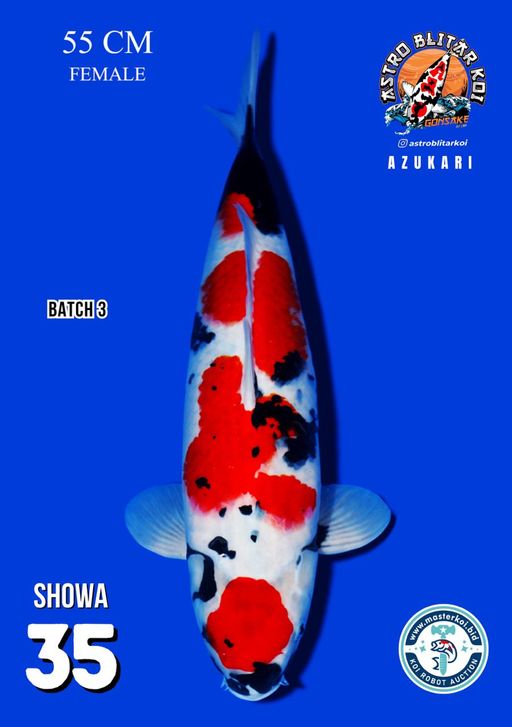 Lelang Koi Online, Jual Beli Ikan Koi, Pusat Jual Beli Koi, Info Lelang Koi Hari Ini, Platform Jual Beli Koi, Jual Beli Ikan Koi Online, Marketplace Ikan Koi, Jual Koi Terbaik, Tempat Beli Koi Berkualitas, Pasar Ikan Koi Online Terpercaya, Penjual Ikan Koi Terpercaya, Beli Koi Hias Online, Ikan Koi untuk Dijual, Koi Kualitas Terbaik, Toko Online Ikan Koi, Koi Hias Untuk Dijual, Jual Beli Ikan Koi Lokal, Koi Indonesia Online, Pusat Jual Beli Koi Terbesar