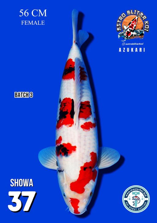 Lelang Koi Online, Jual Beli Ikan Koi, Pusat Jual Beli Koi, Info Lelang Koi Hari Ini, Platform Jual Beli Koi, Jual Beli Ikan Koi Online, Marketplace Ikan Koi, Jual Koi Terbaik, Tempat Beli Koi Berkualitas, Pasar Ikan Koi Online Terpercaya, Penjual Ikan Koi Terpercaya, Beli Koi Hias Online, Ikan Koi untuk Dijual, Koi Kualitas Terbaik, Toko Online Ikan Koi, Koi Hias Untuk Dijual, Jual Beli Ikan Koi Lokal, Koi Indonesia Online, Pusat Jual Beli Koi Terbesar