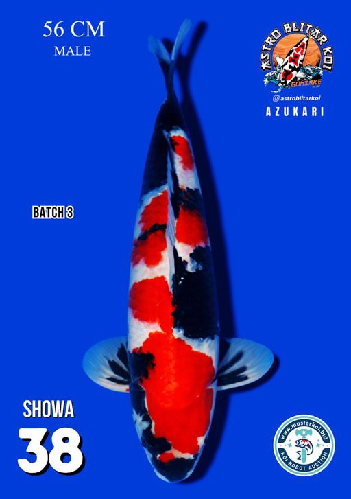 Lelang Koi Online, Jual Beli Ikan Koi, Pusat Jual Beli Koi, Info Lelang Koi Hari Ini, Platform Jual Beli Koi, Jual Beli Ikan Koi Online, Marketplace Ikan Koi, Jual Koi Terbaik, Tempat Beli Koi Berkualitas, Pasar Ikan Koi Online Terpercaya, Penjual Ikan Koi Terpercaya, Beli Koi Hias Online, Ikan Koi untuk Dijual, Koi Kualitas Terbaik, Toko Online Ikan Koi, Koi Hias Untuk Dijual, Jual Beli Ikan Koi Lokal, Koi Indonesia Online, Pusat Jual Beli Koi Terbesar