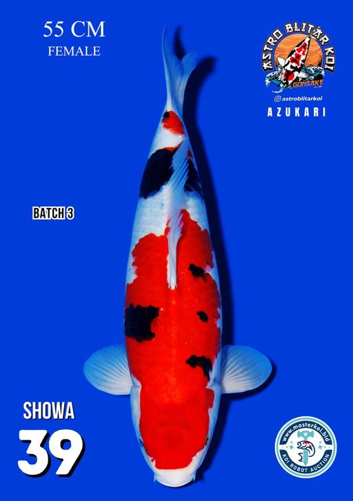 Lelang Koi Online, Jual Beli Ikan Koi, Pusat Jual Beli Koi, Info Lelang Koi Hari Ini, Platform Jual Beli Koi, Jual Beli Ikan Koi Online, Marketplace Ikan Koi, Jual Koi Terbaik, Tempat Beli Koi Berkualitas, Pasar Ikan Koi Online Terpercaya, Penjual Ikan Koi Terpercaya, Beli Koi Hias Online, Ikan Koi untuk Dijual, Koi Kualitas Terbaik, Toko Online Ikan Koi, Koi Hias Untuk Dijual, Jual Beli Ikan Koi Lokal, Koi Indonesia Online, Pusat Jual Beli Koi Terbesar