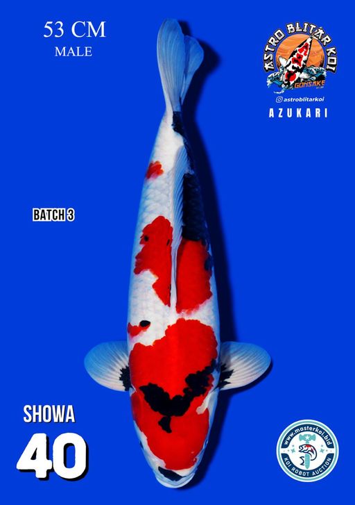 Lelang Koi Online, Jual Beli Ikan Koi, Pusat Jual Beli Koi, Info Lelang Koi Hari Ini, Platform Jual Beli Koi, Jual Beli Ikan Koi Online, Marketplace Ikan Koi, Jual Koi Terbaik, Tempat Beli Koi Berkualitas, Pasar Ikan Koi Online Terpercaya, Penjual Ikan Koi Terpercaya, Beli Koi Hias Online, Ikan Koi untuk Dijual, Koi Kualitas Terbaik, Toko Online Ikan Koi, Koi Hias Untuk Dijual, Jual Beli Ikan Koi Lokal, Koi Indonesia Online, Pusat Jual Beli Koi Terbesar