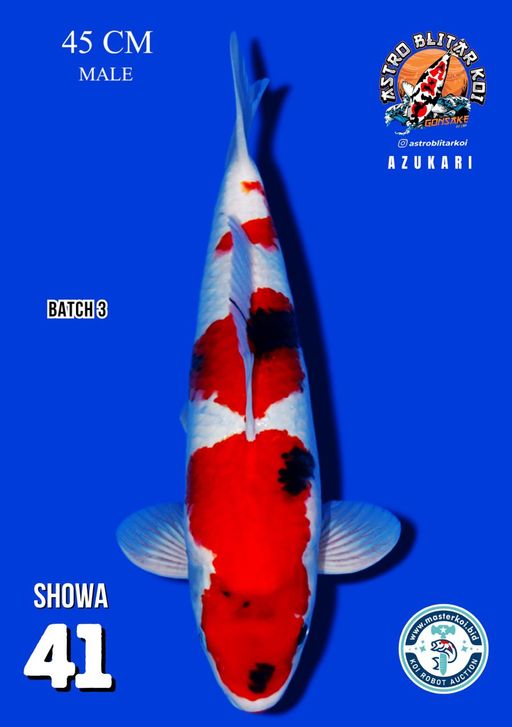 Lelang Koi Online, Jual Beli Ikan Koi, Pusat Jual Beli Koi, Info Lelang Koi Hari Ini, Platform Jual Beli Koi, Jual Beli Ikan Koi Online, Marketplace Ikan Koi, Jual Koi Terbaik, Tempat Beli Koi Berkualitas, Pasar Ikan Koi Online Terpercaya, Penjual Ikan Koi Terpercaya, Beli Koi Hias Online, Ikan Koi untuk Dijual, Koi Kualitas Terbaik, Toko Online Ikan Koi, Koi Hias Untuk Dijual, Jual Beli Ikan Koi Lokal, Koi Indonesia Online, Pusat Jual Beli Koi Terbesar