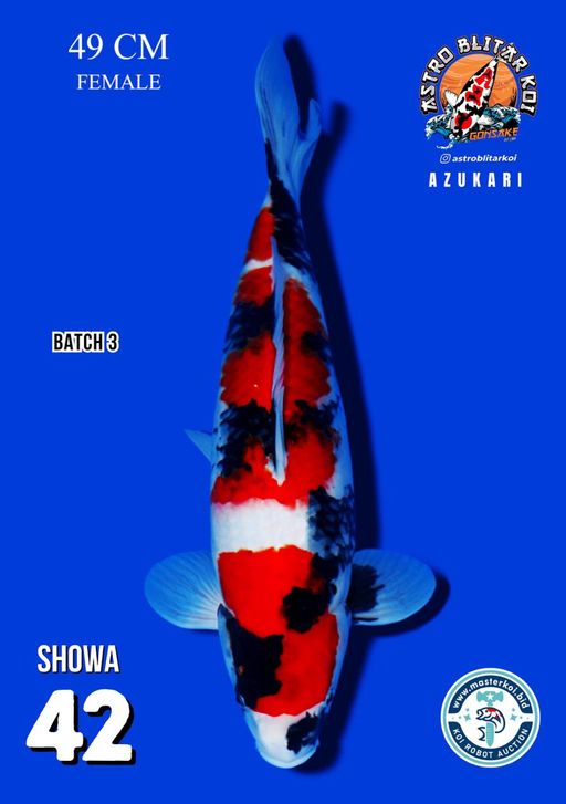 Lelang Koi Online, Jual Beli Ikan Koi, Pusat Jual Beli Koi, Info Lelang Koi Hari Ini, Platform Jual Beli Koi, Jual Beli Ikan Koi Online, Marketplace Ikan Koi, Jual Koi Terbaik, Tempat Beli Koi Berkualitas, Pasar Ikan Koi Online Terpercaya, Penjual Ikan Koi Terpercaya, Beli Koi Hias Online, Ikan Koi untuk Dijual, Koi Kualitas Terbaik, Toko Online Ikan Koi, Koi Hias Untuk Dijual, Jual Beli Ikan Koi Lokal, Koi Indonesia Online, Pusat Jual Beli Koi Terbesar