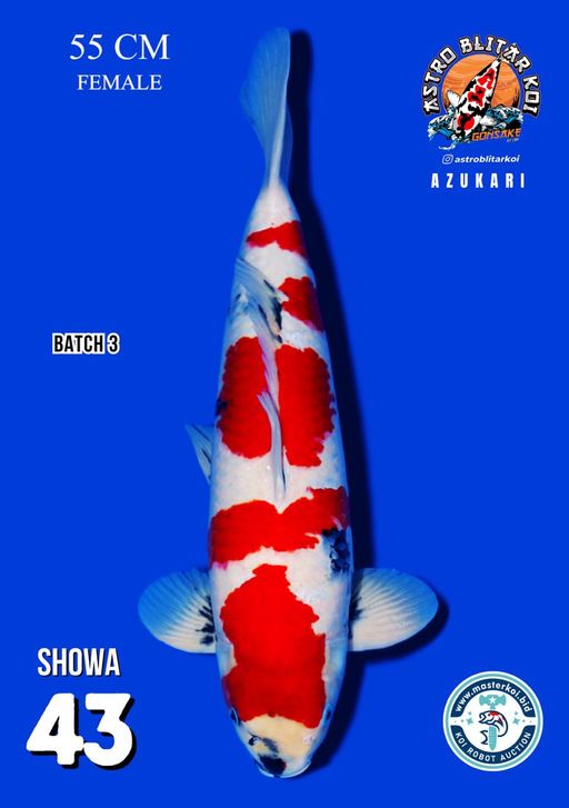 Lelang Koi Online, Jual Beli Ikan Koi, Pusat Jual Beli Koi, Info Lelang Koi Hari Ini, Platform Jual Beli Koi, Jual Beli Ikan Koi Online, Marketplace Ikan Koi, Jual Koi Terbaik, Tempat Beli Koi Berkualitas, Pasar Ikan Koi Online Terpercaya, Penjual Ikan Koi Terpercaya, Beli Koi Hias Online, Ikan Koi untuk Dijual, Koi Kualitas Terbaik, Toko Online Ikan Koi, Koi Hias Untuk Dijual, Jual Beli Ikan Koi Lokal, Koi Indonesia Online, Pusat Jual Beli Koi Terbesar