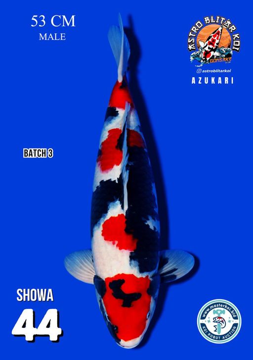 Lelang Koi Online, Jual Beli Ikan Koi, Pusat Jual Beli Koi, Info Lelang Koi Hari Ini, Platform Jual Beli Koi, Jual Beli Ikan Koi Online, Marketplace Ikan Koi, Jual Koi Terbaik, Tempat Beli Koi Berkualitas, Pasar Ikan Koi Online Terpercaya, Penjual Ikan Koi Terpercaya, Beli Koi Hias Online, Ikan Koi untuk Dijual, Koi Kualitas Terbaik, Toko Online Ikan Koi, Koi Hias Untuk Dijual, Jual Beli Ikan Koi Lokal, Koi Indonesia Online, Pusat Jual Beli Koi Terbesar